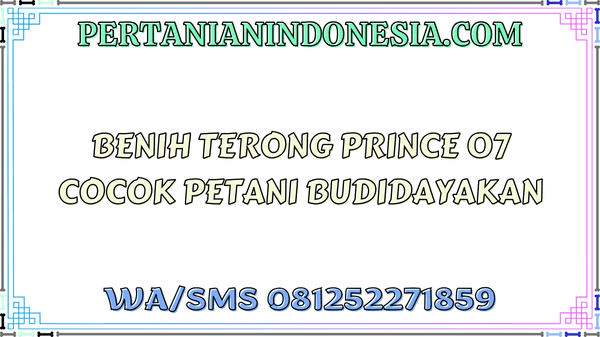 Benih Terong Prince 07 Cocok Petani Budidayakan